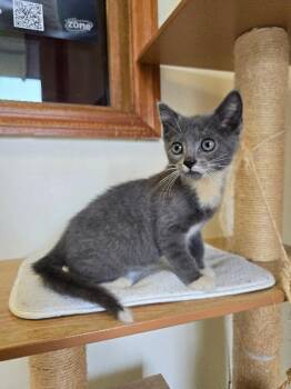 Mittens -  Domestic Short Hair Cat for Adoption in Cortland, New York - Mittens | PetCurious
