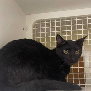 Monica -  Domestic Short Hair Cat for Adoption in Fort Worth, Texas - Monica | PetCurious