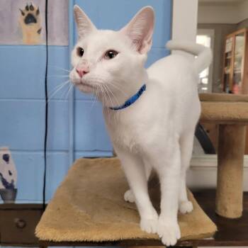 Ray -  Domestic Short Hair Cat for Adoption in Laredo, Texas - Ray | PetCurious