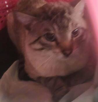 Domestic Short Hair and Siamese Cats Available for Adoption in Republic, Missouri - Denton | PetCurious
