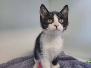 Enola -  Domestic Short Hair Cat for Adoption in Delson, Quebec - Enola | PetCurious