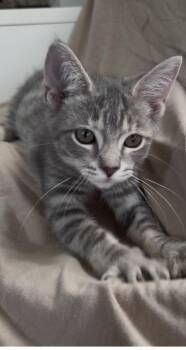 Kanga -  Domestic Short Hair and Tabby Cat for Adoption in Dublin, Ohio - Kanga | PetCurious