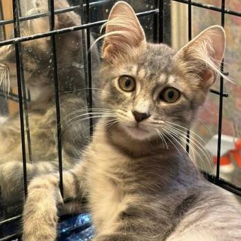 Teddy -  Domestic Short Hair Cat for Adoption in League City, Texas - Teddy | PetCurious