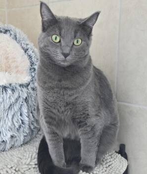 Shilo (formerly Tinsel) MC10674 KJ -  Russian Blue Cat for Adoption in Burlington, Washington - Shilo (formerly Tinsel) MC10674 KJ | PetCurious