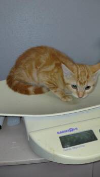 June -  Domestic Short Hair Cat for Adoption in Cincinnati, Ohio - June | PetCurious
