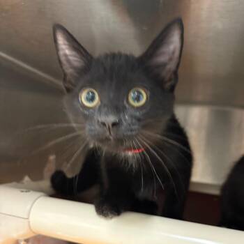 Yokohama -  Domestic Short Hair Cat for Adoption in Oak Park, Illinois - Yokohama | PetCurious