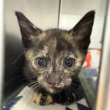 Rescue Domestic Medium Hair Cats for Adoption in Beaumont, Texas - Agatha Harkness | PetCurious