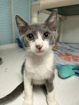Miller -  Domestic Short Hair and Russian Blue Cat for Adoption in Margate, Florida - Miller | PetCurious