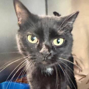 Domestic Short Hair Cats Available for Adoption in Washington, District Of Columbia - Diva (16800) | PetCurious