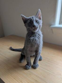 Smoke -  Domestic Short Hair Cat for Adoption in Chandler, Arizona - Smoke | PetCurious