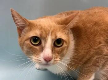 Penny -  Domestic Short Hair Cat for Adoption in Woodbury, Minnesota - Penny | PetCurious