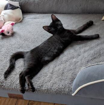 Nori 2026-242 -  Domestic Short Hair Cat for Adoption in Winder, Georgia - Nori 2026-242 | PetCurious