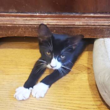 Shack -  Domestic Short Hair Cat for Adoption - Shack | PetCurious
