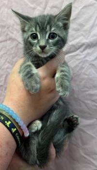 Opalite -  Domestic Medium Hair Cat for Adoption in Trenton, New Jersey - Opalite | PetCurious