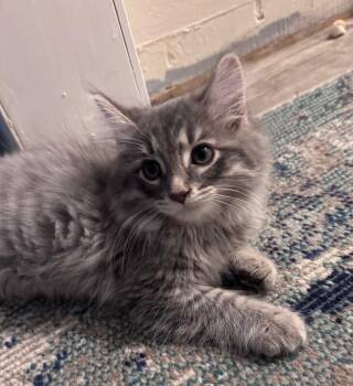 Zazu -  Domestic Long Hair Cat for Adoption in Grand Rapids, Michigan - Zazu | PetCurious