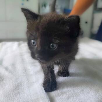 Binx -  Domestic Short Hair Cat for Adoption in Chapel Hill, North Carolina - Binx | PetCurious