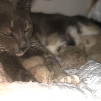 Rescue Domestic Short Hair Cats for Adoption in Hudson, New York - Biscuit | PetCurious