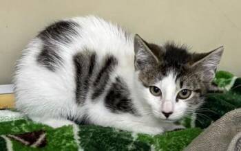 94045A Shiloh-Petco North Charleston -  Domestic Short Hair Cat for Adoption in North Charleston, South Carolina - 94045A Shiloh-Petco North Charleston | PetCurious