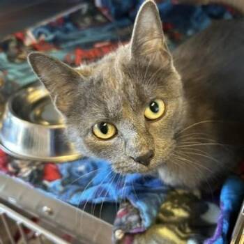 Domestic Short Hair Cats Available for Adoption in Knoxville, Tennessee - Dusty | PetCurious
