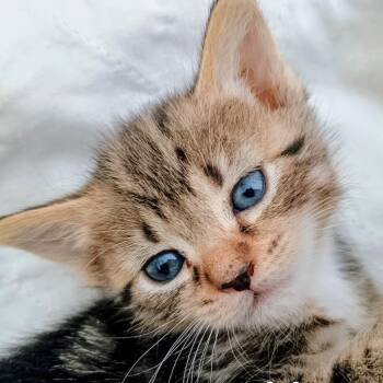 Domestic Short Hair Cats Available for Adoption in Wappingers Falls, New York - Honey (aka Henry) | PetCurious