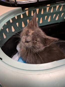 Domestic Short Hair Cats Available for Adoption in Dallas, Texas - Chelsea | PetCurious