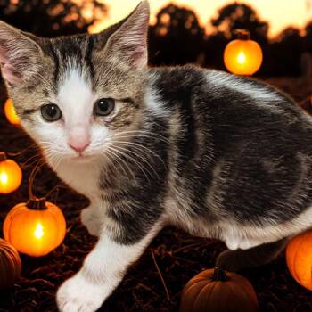 Rescue Domestic Short Hair Cats for Adoption in Springfield, Missouri - Bogart | PetCurious