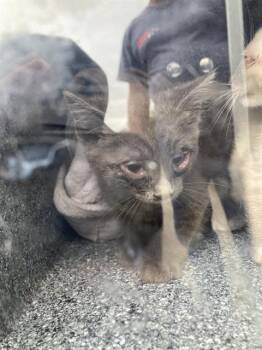 Domestic Short Hair Cats Available for Adoption in Dallas, Texas - JERRY | PetCurious
