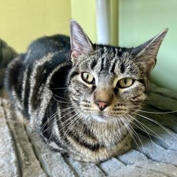 Cuddles -  Domestic Short Hair Cat for Adoption in East Montpelier, Vermont - Cuddles | PetCurious
