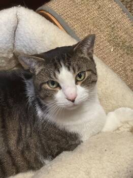 Rescue Domestic Short Hair Cats for Adoption in Royal Oak, Michigan - Rory | PetCurious