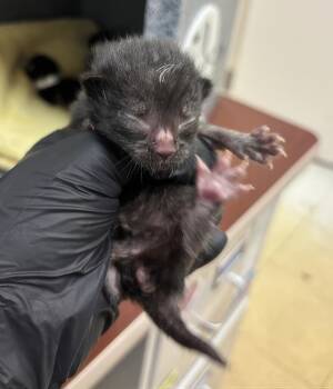 Henry -  Domestic Short Hair Cat for Adoption in Nashville, Tennessee - Henry | PetCurious