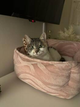 Domestic Short Hair Cats Available for Adoption - Nova / Kristian Welch | PetCurious