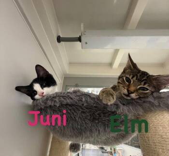 Juni -  Domestic Short Hair and Tuxedo Cat for Adoption in Hazlet, New Jersey - Juni | PetCurious