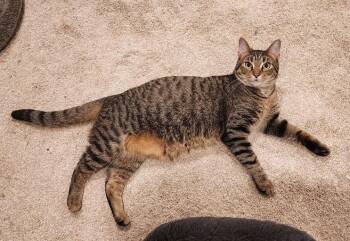 Rescue Tabby Cats for Adoption in New Albany, Ohio - Mikey | PetCurious