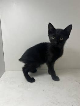 A1270016 -  Domestic Short Hair Cat for Adoption in Winter Haven, Florida - A1270016 | PetCurious