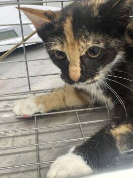 Sour Patch -  Domestic Short Hair Cat for Adoption in Sevierville, Tennessee - Sour Patch | PetCurious