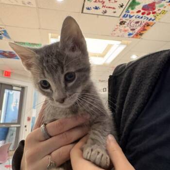 Pounce deLeon -  Domestic Short Hair Cat for Adoption in Indianapolis, Indiana - Pounce DeLeon | PetCurious