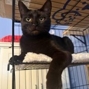 Kala Hudson -  Domestic Short Hair Cat for Adoption in Merrifield, Virginia - Kala Hudson | PetCurious
