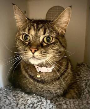 Ronnie -  Domestic Short Hair Cat for Adoption in Littlestown, Pennsylvania - Ronnie | PetCurious
