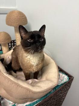 Sesame -  Siamese Cat for Adoption in Chicago, Illinois - Sesame | PetCurious