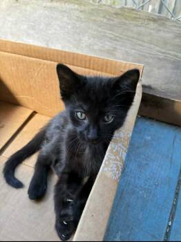 Rescue Domestic Short Hair Cats for Adoption in Clymer, Pennsylvania - Homer | PetCurious