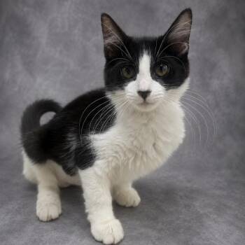 Moon -  Domestic Short Hair Cat for Adoption in Donalsonville, Georgia - Moon | PetCurious