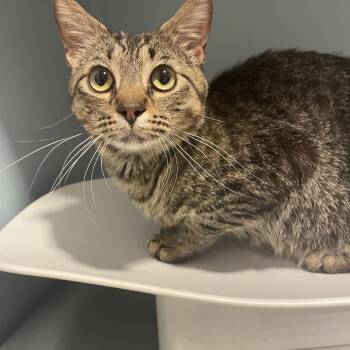 Bullwinkle -  Domestic Short Hair Cat for Adoption in Chattanooga, Tennessee - Bullwinkle | PetCurious