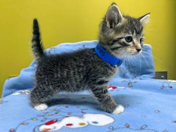 Rescue Domestic Short Hair Cats for Adoption in Columbia, Kentucky - Skittles | PetCurious