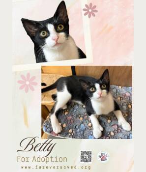 Domestic Short Hair Cats Available for Adoption - Betty | PetCurious