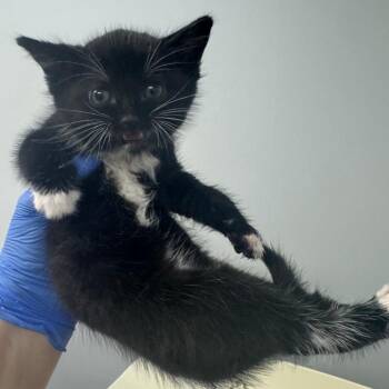 Domestic Short Hair Cats Available for Adoption in Columbus, Georgia - Boggis | PetCurious