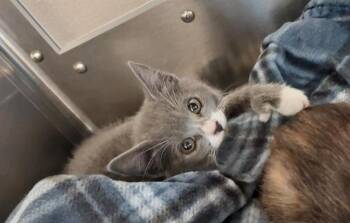 Domestic Short Hair Cats Available for Adoption in Chula Vista, California - STELLA | PetCurious