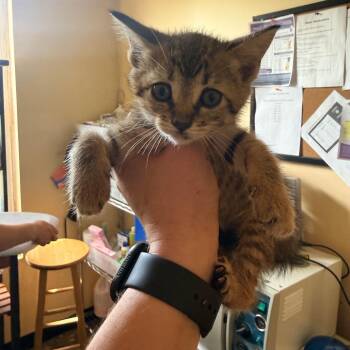 Domestic Short Hair Cats Available for Adoption in Corinth, Mississippi - Tory | PetCurious