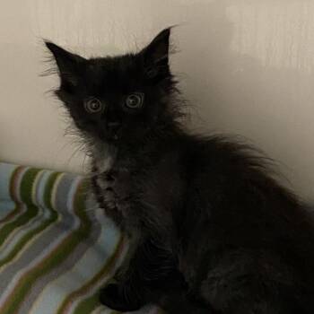 Lovey -  Domestic Medium Hair Cat for Adoption in Charleston, West Virginia - Lovey | PetCurious
