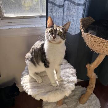 Tulle -  Domestic Short Hair Cat for Adoption - Tulle | PetCurious
