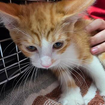 Xion -  Domestic Short Hair Cat for Adoption in Leander, Texas - Xion | PetCurious